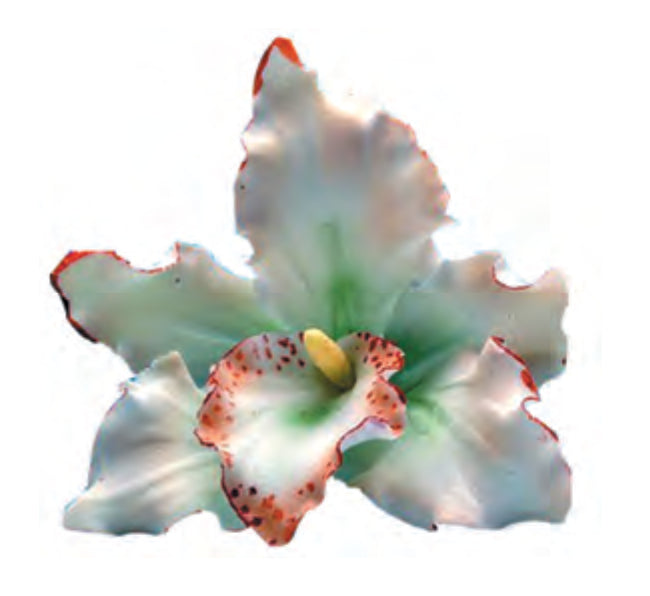 Orquídea Blanca Decoración